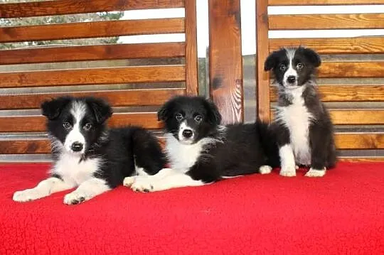 Border collie czarno-biały, Małopolskie, Radwan