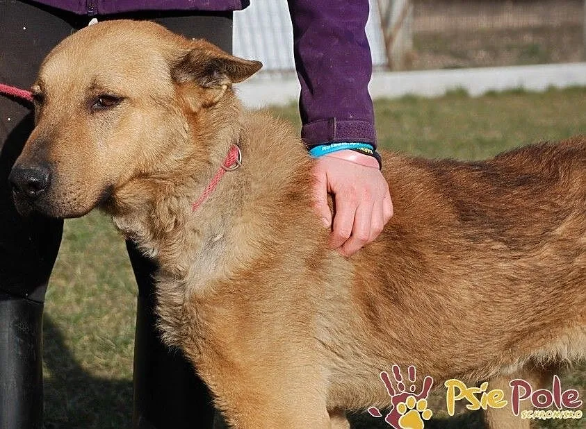 EFEZ-piękny, duży, dorodny rudy psiak-szukamy dobrego domu, adopcja, Małopolskie, Kraków