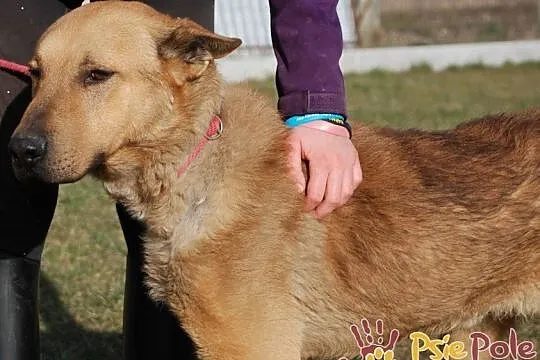 EFEZ-piękny, duży, dorodny rudy psiak-szukamy dobrego domu, adopcja, Małopolskie, Kraków