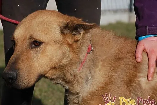 EFEZ-piękny, duży, dorodny rudy psiak-szukamy dobrego domu, adopcja, Małopolskie, Kraków