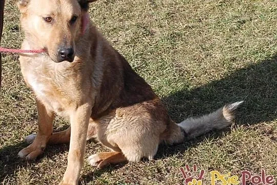 EFEZ-piękny, duży, dorodny rudy psiak-szukamy dobrego domu, adopcja, Małopolskie, Kraków