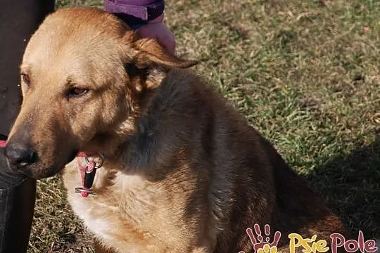 EFEZ-piękny, duży, dorodny rudy psiak-szukamy dobrego domu, adopcja, Małopolskie, Kraków