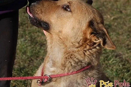 EFEZ-piękny, duży, dorodny rudy psiak-szukamy dobrego domu, adopcja, Małopolskie, Kraków