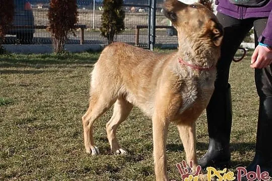 EFEZ-piękny, duży, dorodny rudy psiak-szukamy dobrego domu, adopcja, Małopolskie, Kraków