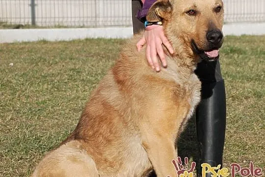 EFEZ-piękny, duży, dorodny rudy psiak-szukamy dobrego domu, adopcja, Małopolskie, Kraków
