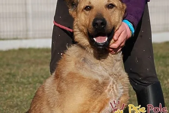 EFEZ-piękny, duży, dorodny rudy psiak-szukamy dobrego domu, adopcja, Małopolskie, Kraków