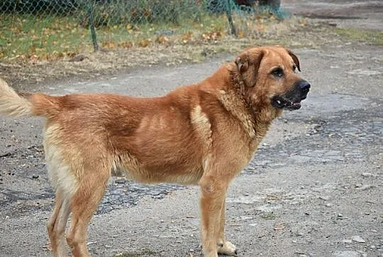 Rudy, duży, kochany Misiek prosi o dom