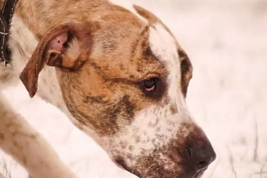 OTOZ Animals - Lizak - młody energiczny psiak w ty