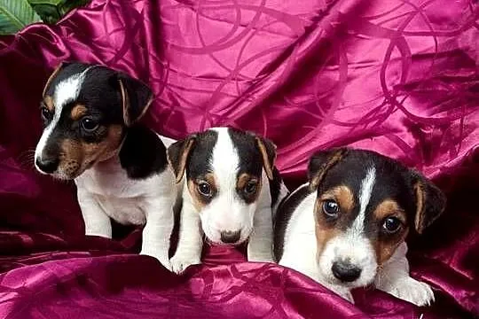 Wzorcowe Jack Russell terrier gładkie tricolor rodzice FCI, Opolskie, Krapkowice