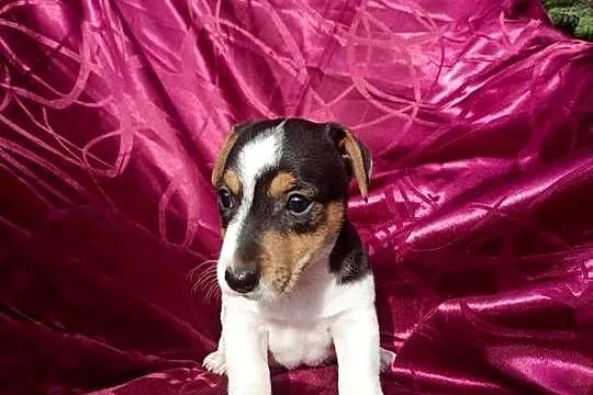 Wzorcowe Jack Russell terrier gładkie tricolor rodzice FCI, Opolskie, Krapkowice