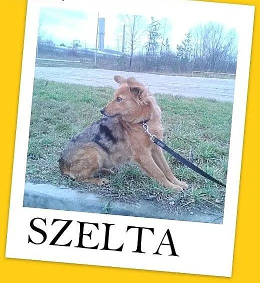 SZELTA-średnia,rudo-marmurkowa,delikatna,łagodna s