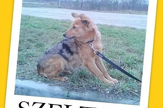 SZELTA-średnia,rudo-marmurkowa,delikatna,łagodna s