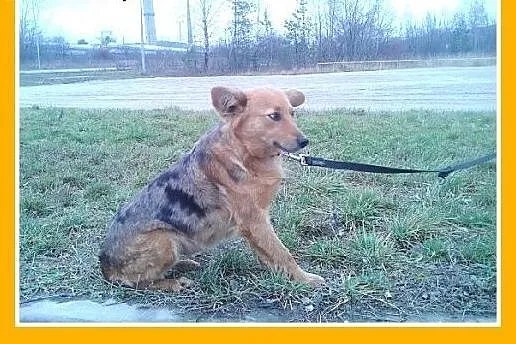 SZELTA-średnia,rudo-marmurkowa,delikatna,łagodna s