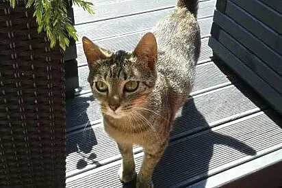 KONEKO czeka na domek, mazowieckie Łomianki