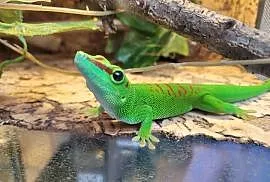 3x terrarium felsuma madagaskarska