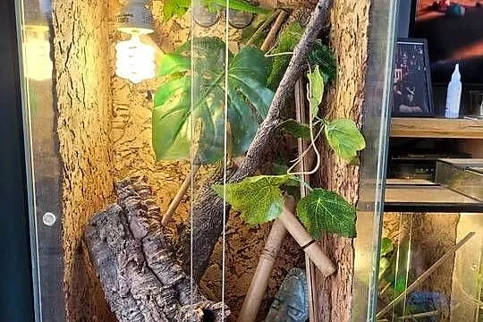 3x terrarium felsuma madagaskarska, Łódzkie, Bełchatów