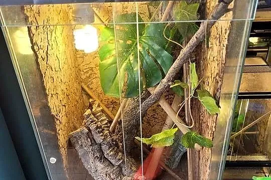 3x terrarium felsuma madagaskarska, Łódzkie, Bełchatów
