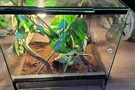 3x terrarium felsuma madagaskarska, Łódzkie, Bełchatów