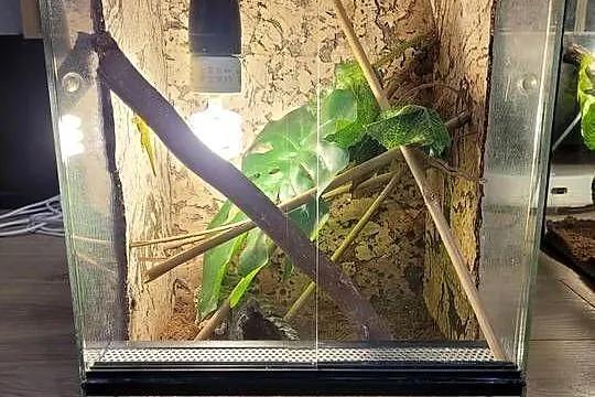 3x terrarium felsuma madagaskarska, Łódzkie, Bełchatów