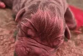 Cane Corso FCI