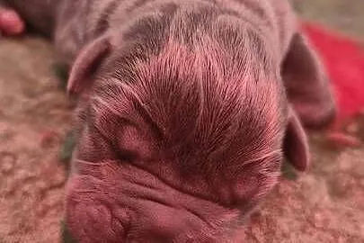 Cane Corso FCI