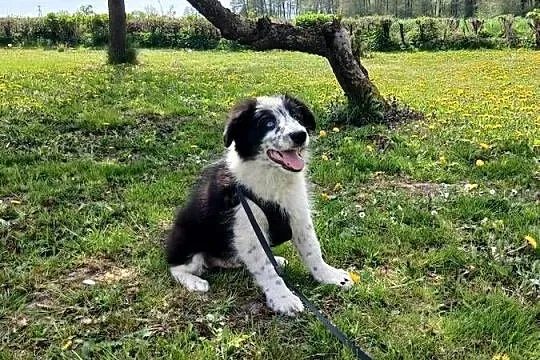 Border collie z rodowodem