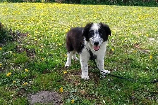 Border collie z rodowodem, Kujawsko-pomorskie, Toruń