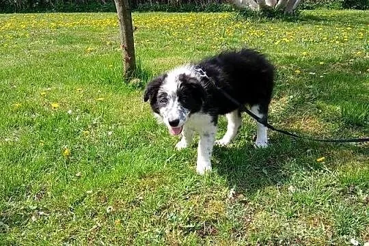 Border collie z rodowodem, Kujawsko-pomorskie, Toruń