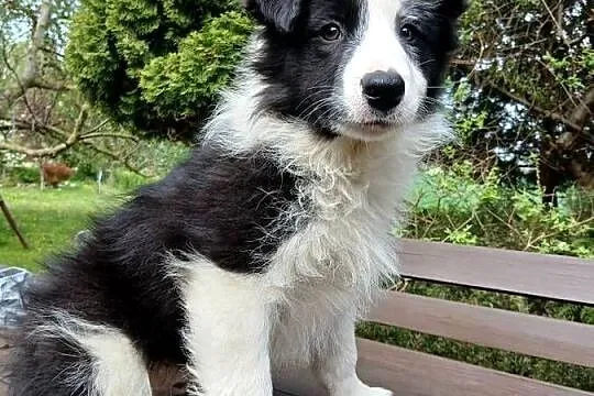 Border collie z rodowodem, Kujawsko-pomorskie, Toruń