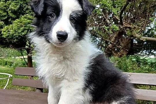 Border collie z rodowodem, Kujawsko-pomorskie, Toruń
