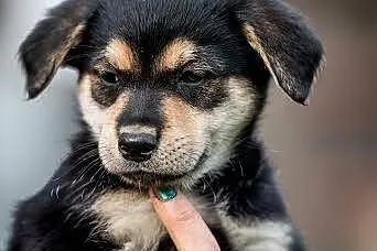 Słodka sunieczka do adopcji,  mazowieckie Warszawa
