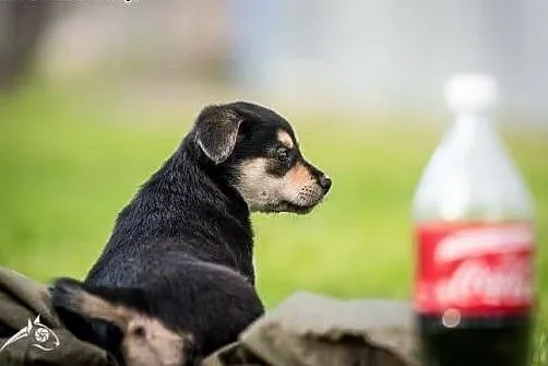 Słodka sunieczka do adopcji,  mazowieckie Warszawa