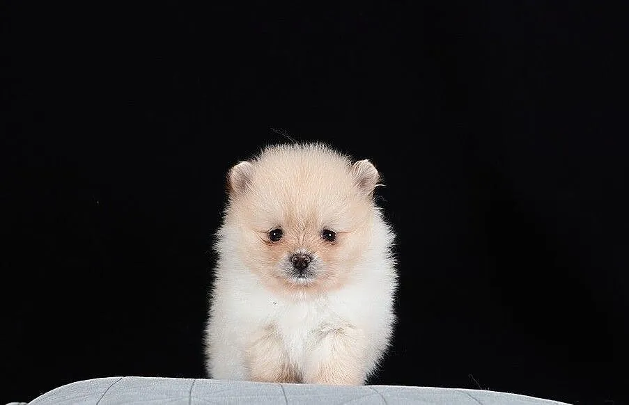 SPITZ BOO POMERANIAN TOY, , Miłomłyn