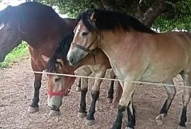 Konie