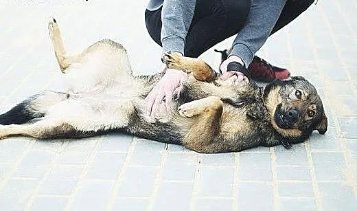 Tajga wciąż czeka na swojego Człowieka, śląskie M