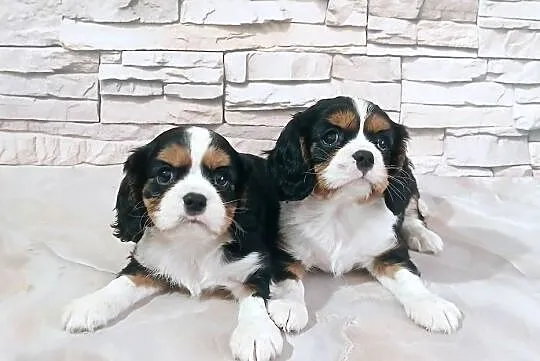 odchowana zdrowa suczka Cavalier king charles spaniel tricolor blenheim, Podkarpackie, Rzeszów