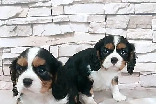 odchowana zdrowa suczka Cavalier king charles spaniel tricolor blenheim, Podkarpackie, Rzeszów