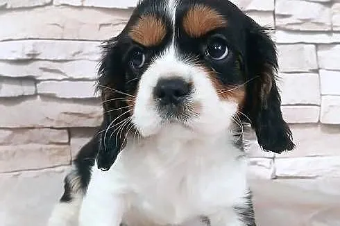 odchowana zdrowa suczka Cavalier king charles spaniel tricolor blenheim, Podkarpackie, Rzeszów