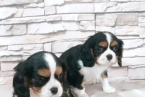 odchowana zdrowa suczka Cavalier king charles spaniel tricolor blenheim, Podkarpackie, Rzeszów