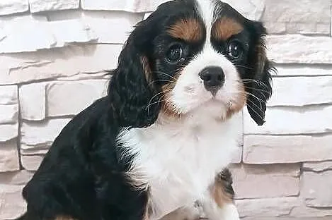 odchowana zdrowa suczka Cavalier king charles spaniel tricolor blenheim, Podkarpackie, Rzeszów