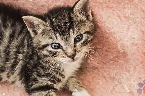 Kociak Dżej Dżej słodka kochana kuleczka szuka dom