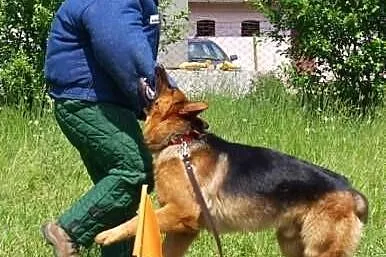 Tresura-szkolenie psów - psi trener personalny