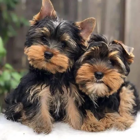 Dostępne urocze, zdrowe szczenięta Yorkshire Terrier, pies i suczka.