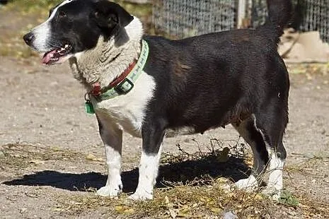 Jogobella grzeczna sunia szuka domu,  Kundelki cał