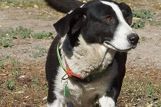 Jogobella grzeczna sunia szuka domu,  Kundelki cał