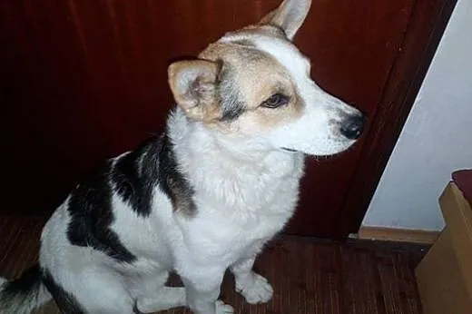Pies z Wieżycy,  pomorskie Gdańsk