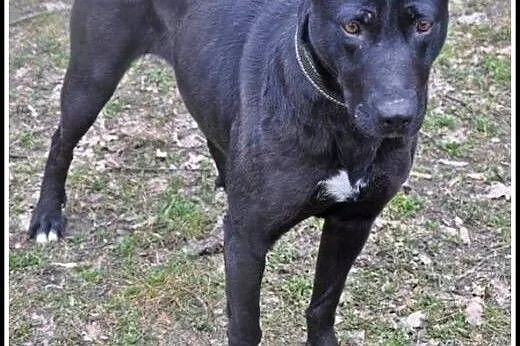 Kochana 2 letnia COSIA szuka domku !,  mazowieckie