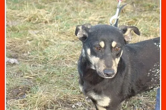 Mała 7 kg sunia PATI, wesoła, towarzyska,łagodna_A