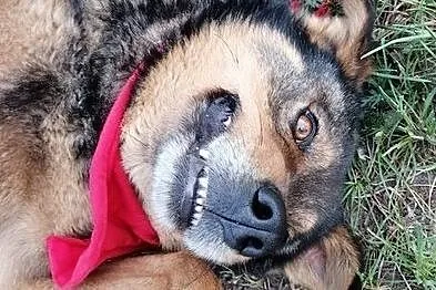 Stefan, kochany psiak szuka superdomu!, Mazowieckie, Warszawa