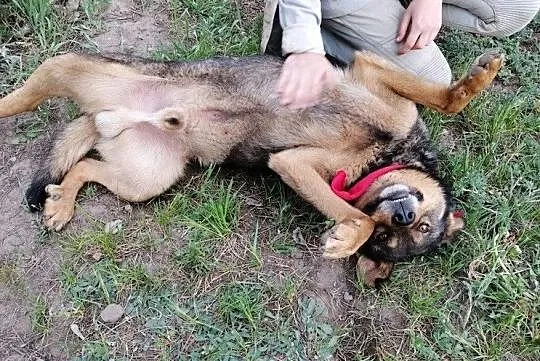Stefan, kochany psiak szuka superdomu!, Mazowieckie, Warszawa